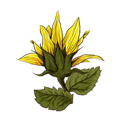 Helianthus hand drawn vector illustration. Beautiful flower, blooming sunflower. Agriculture, summer nature cartoon symbol. Sunflower blossom, wildflower with green leaves and yellow petals