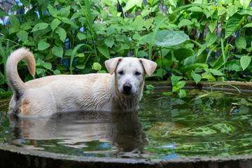 Puppies are soaked in water in the cement pond that holds the water .In the back there is a green-colored grass covered.