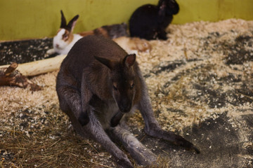 tortured little kangaroo in a contact zoo. animal mockery. animal protection.