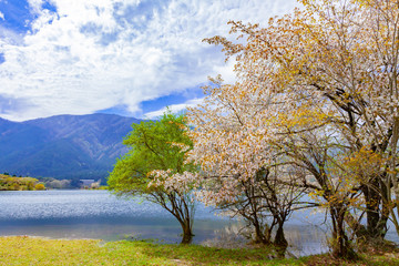 Fototapeta premium 春の田貫湖、静岡県富士宮市にて