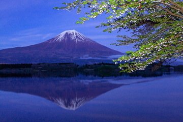 富士山と桜、静岡県富士宮市田貫湖にて