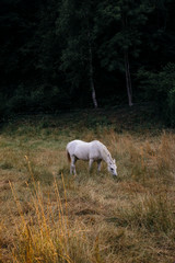 Naklejka na ściany i meble Portrait of a white horse while eating