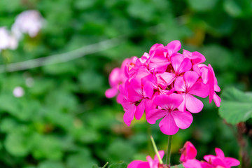 Pink roses bloom in the flower garden