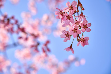Blue sky background and pink cherry blossoms