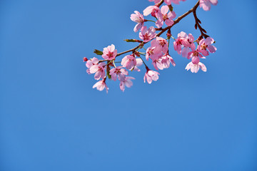 Blue sky background and pink cherry blossoms