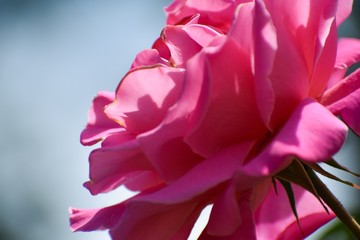 pink rose macro