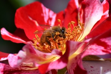 bee on flower