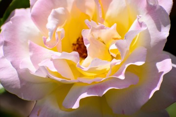 close up of a flower