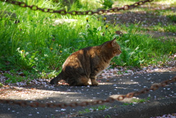 野良猫