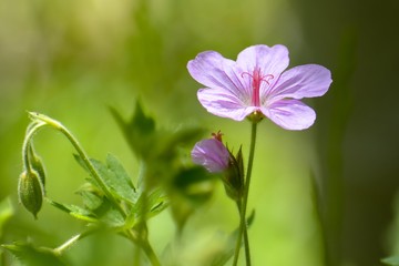 flower in garden
