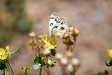 butterfly on flower