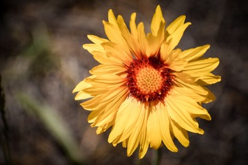 yellow flower on green background