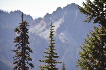 pine forest in winter