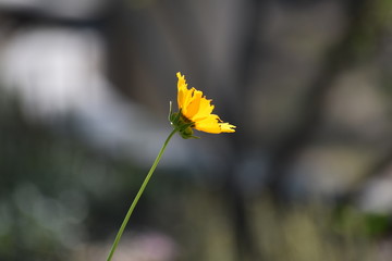 butterfly on flower