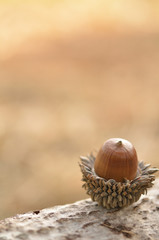 秋の背景　どんぐり