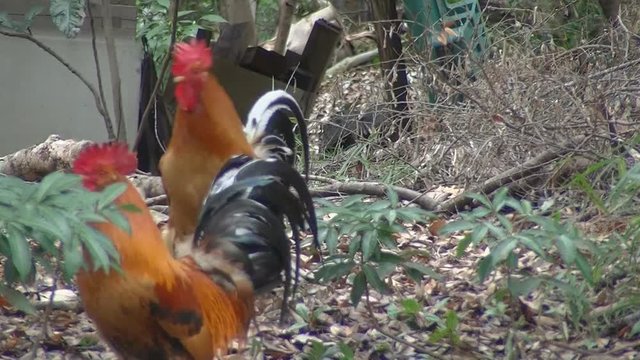 rooster singing early in the morning