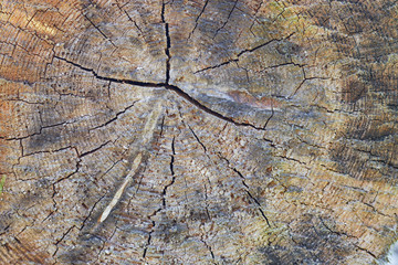 Tree trunk slice background. wood stump background texture. Texture for design. Copy space. deforestation.