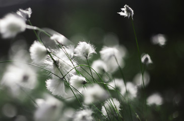 Cotton grass