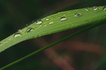beautiful drops of transparent rain water on a green leaf.  Closeup. Beautiful leaf texture in nature. Natural background