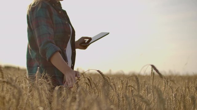 A woman farmer in a shirt and jeans goes with a tablet in a field with rye touches the spikelets and presses her finger on the screen at sunset. Dolly movement.