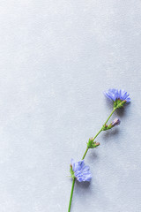 grey concrete background with blue flower