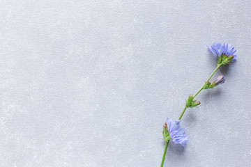 Fototapeta na wymiar grey concrete background with blue flower