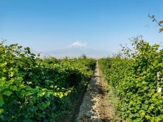 Fototapeta na wymiar Armenian vineyards