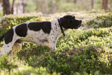 Dog english pointer