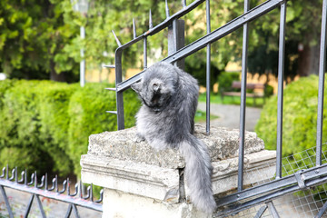 Grey cat is sitting outdoors. Street animals in the city.