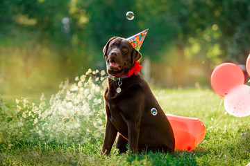 Birthday of a beautiful dog breed Labrador in nature