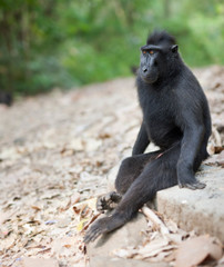 Celebes Black Crested Macaque
