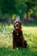 Birthday of a beautiful dog breed Labrador in nature