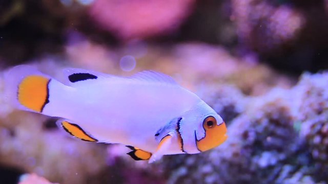 Video of Extreme Snow Onyx Clownfish - (Amphriprion ocellaris x Amphriprion percula)