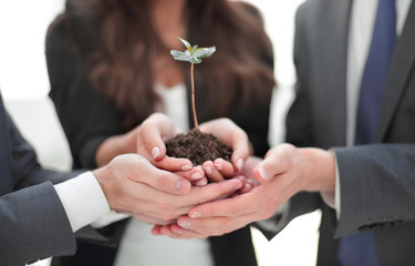 Business team holding together fresh green sprout closeup