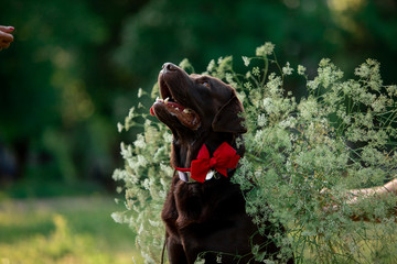 Birthday of a beautiful dog breed Labrador in nature