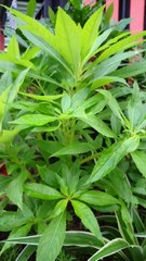 Obraz premium green plant in the garden