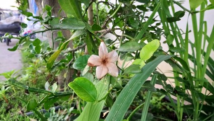 flowers in the garden