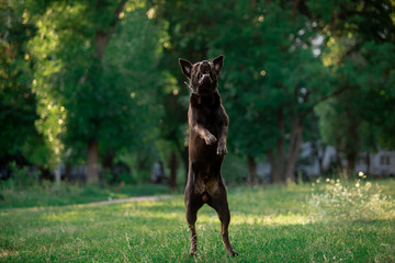 Birthday of a beautiful dog breed Labrador in nature