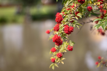Fototapeta na wymiar Rowan branch with red berrys