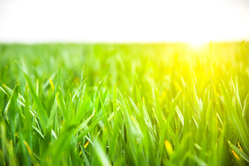 Tall green grass in the field. Spring meadow landscape on a sunny day. Summer time. Nature eco friendly photo. Wheat growing. Agriculture concept. Wallpaper with sky.