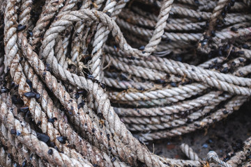 A shot of old ropes on a dock.