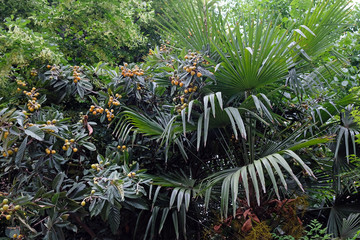 Botanical Garden in Batumi, Georgia. Tree loquat with fruits. Green trees and palm tree in the park.