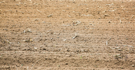 Spring field with bare ground. Nature eco friendly photo. Cereals planting. Last year corn branches. Agriculture concept. Wallpaper in the country.