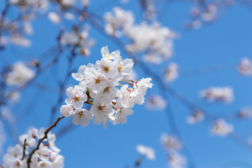 Sakura