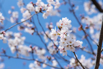 Obraz premium Sakura