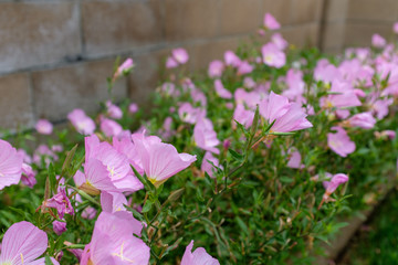 Pink flowers blooming on a spring day.