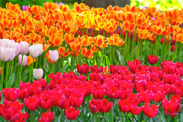 Tulips of different colors on a sunny day on a green background. Concept Spring
