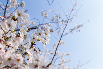 Sakura