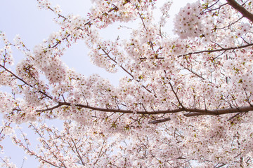 Obraz premium Sakura