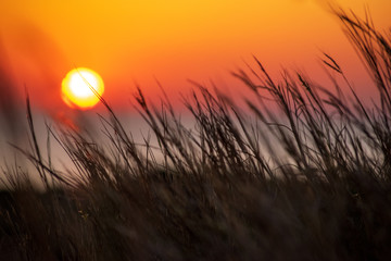 Fototapeta premium Sunset over a field